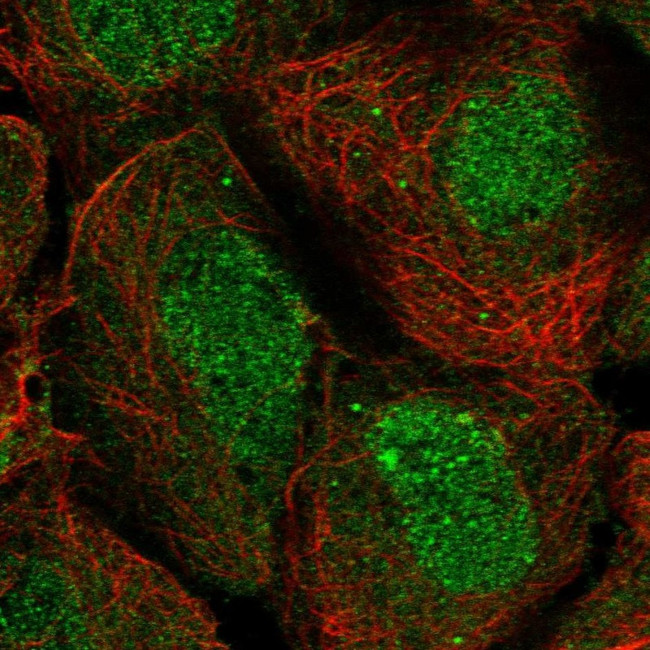 ISYNA1 Antibody in Immunocytochemistry (ICC/IF)