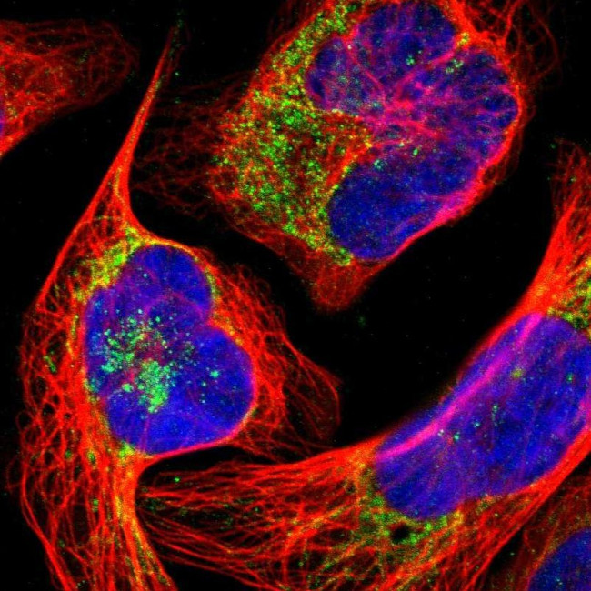 UQCRC2 Antibody in Immunocytochemistry (ICC/IF)