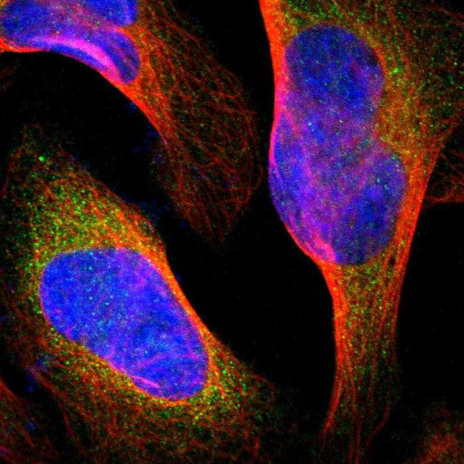 FMNL1 Antibody in Immunocytochemistry (ICC/IF)