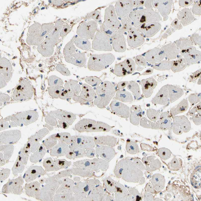 CRTAC1 Antibody in Immunohistochemistry (Paraffin) (IHC (P))