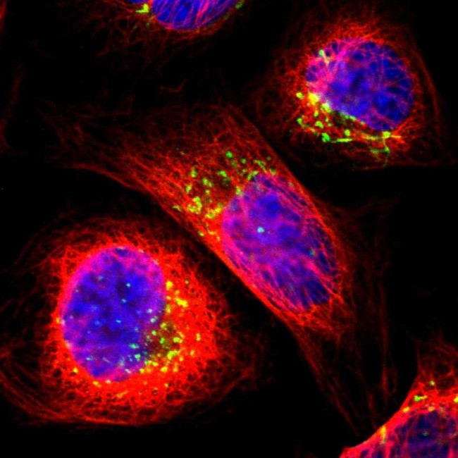 Nucleobindin 1 Antibody in Immunocytochemistry (ICC/IF)