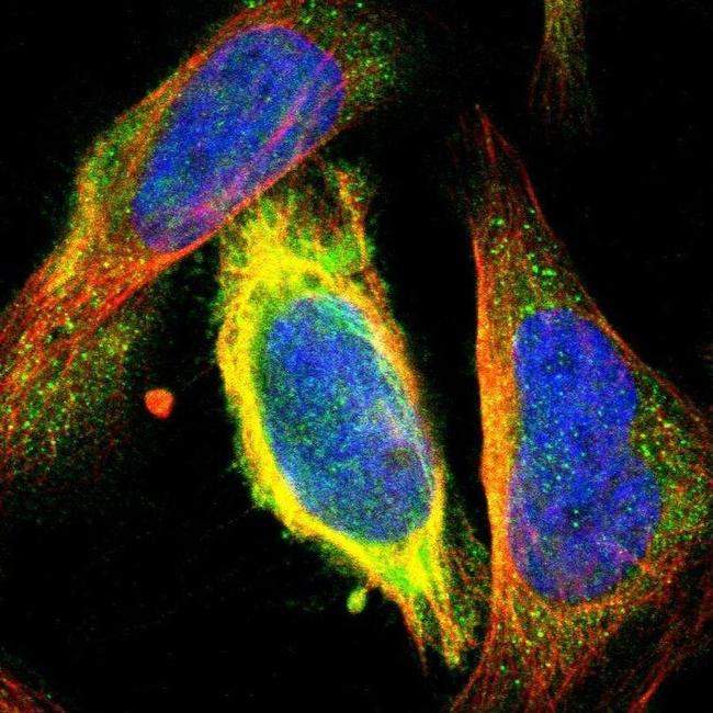 CKAP2 Antibody in Immunocytochemistry (ICC/IF)