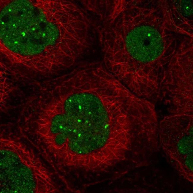 FRMPD4 Antibody in Immunocytochemistry (ICC/IF)