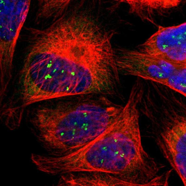 LRRC47 Antibody in Immunocytochemistry (ICC/IF)