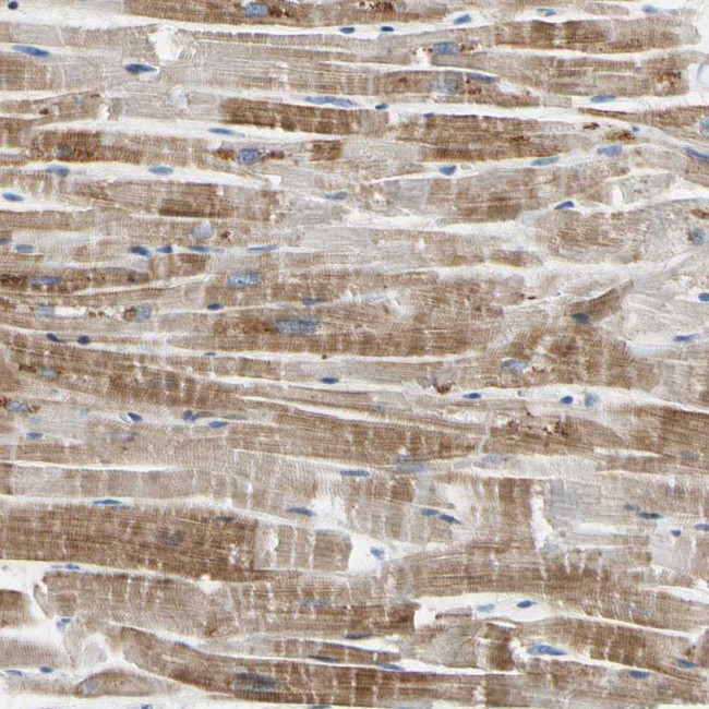 ECRG4 Antibody in Immunohistochemistry (Paraffin) (IHC (P))