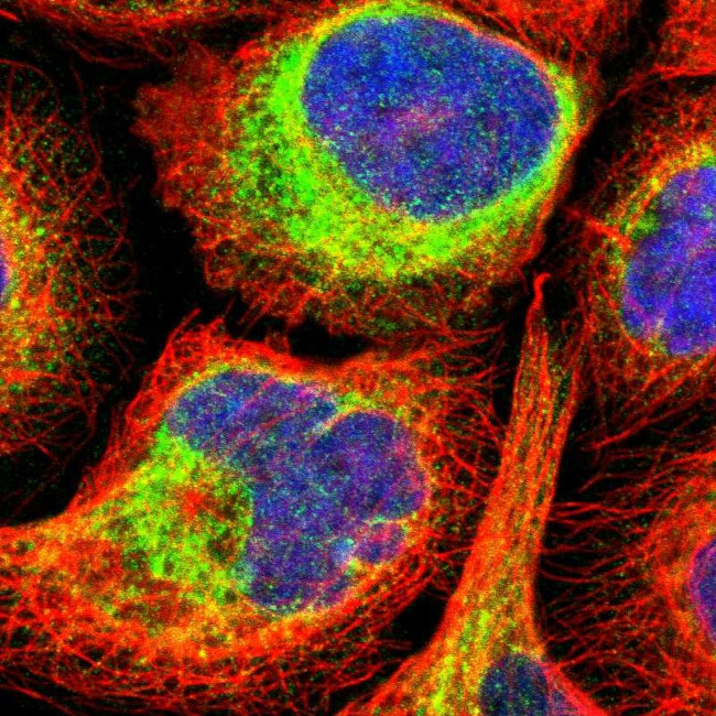 FKBP7 Antibody in Immunocytochemistry (ICC/IF)