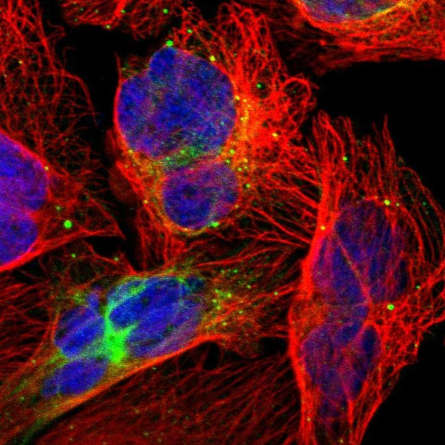 ZNF132 Antibody in Immunocytochemistry (ICC/IF)