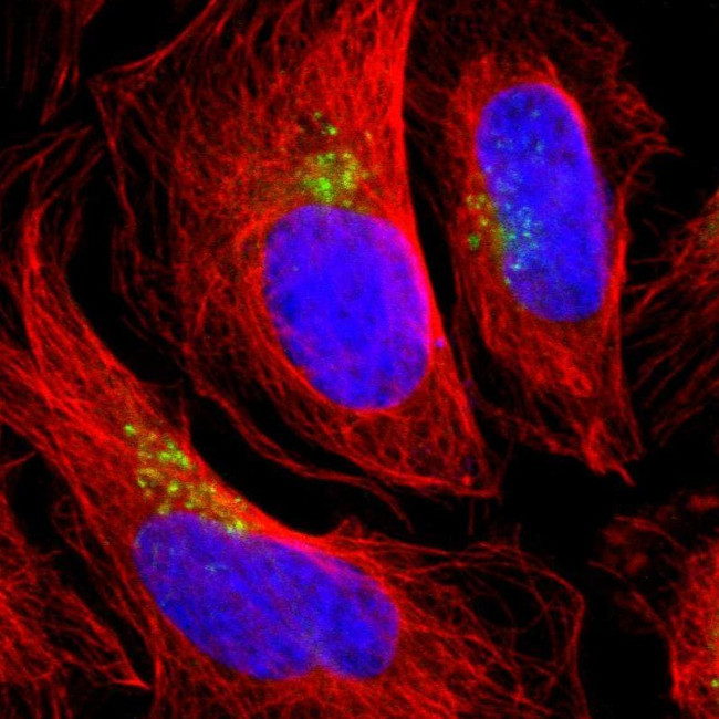 TMF1 Antibody in Immunocytochemistry (ICC/IF)