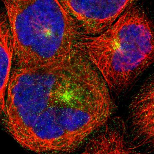 AGFG1 Antibody in Immunocytochemistry (ICC/IF)