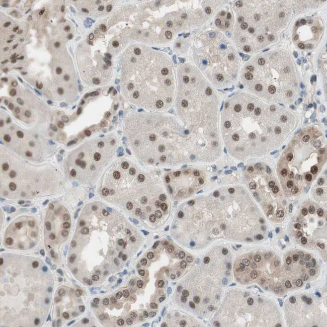 LONP2 Antibody in Immunohistochemistry (Paraffin) (IHC (P))