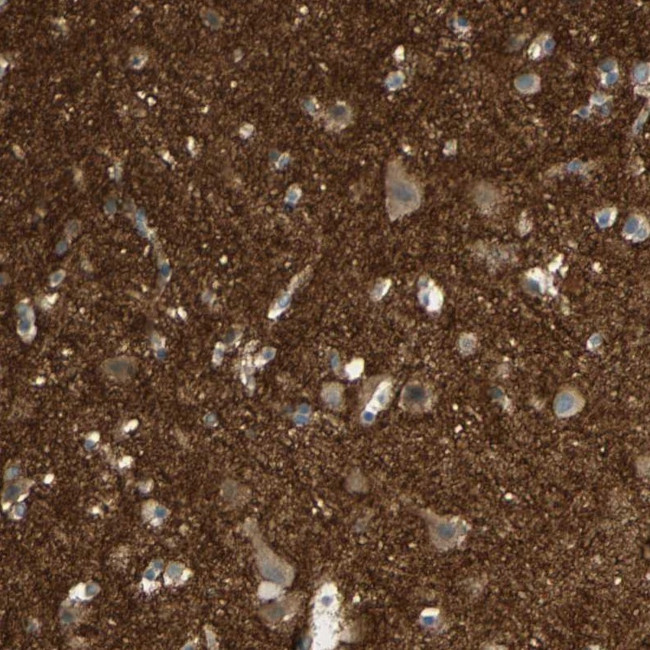 ICAM-5 Antibody in Immunohistochemistry (Paraffin) (IHC (P))