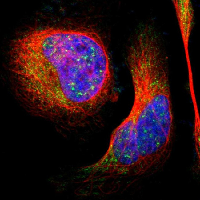 LHPP Antibody in Immunocytochemistry (ICC/IF)