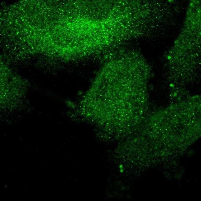 SHOC2 Antibody in Immunocytochemistry (ICC/IF)