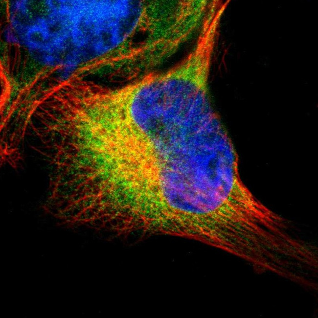 SELS Antibody in Immunocytochemistry (ICC/IF)