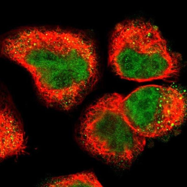 UPK3B Antibody in Immunocytochemistry (ICC/IF)