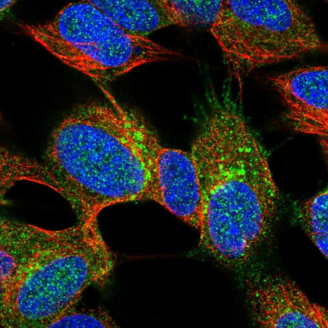 Synaptotagmin 4 Antibody in Immunocytochemistry (ICC/IF)