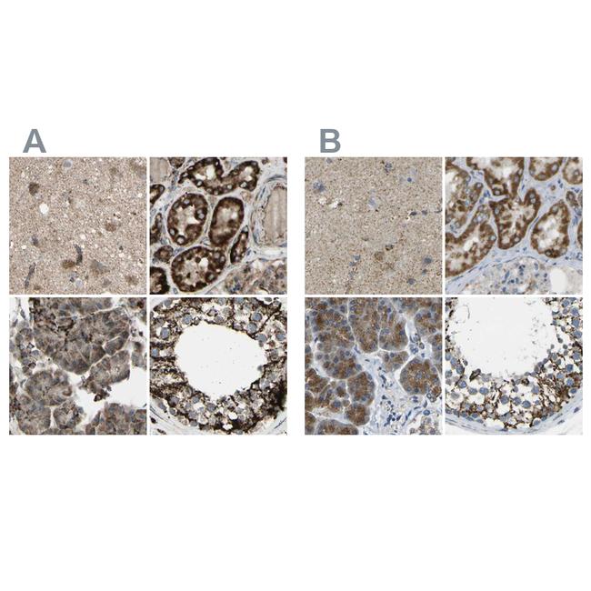 CYB5R1 Antibody in Immunohistochemistry (IHC)