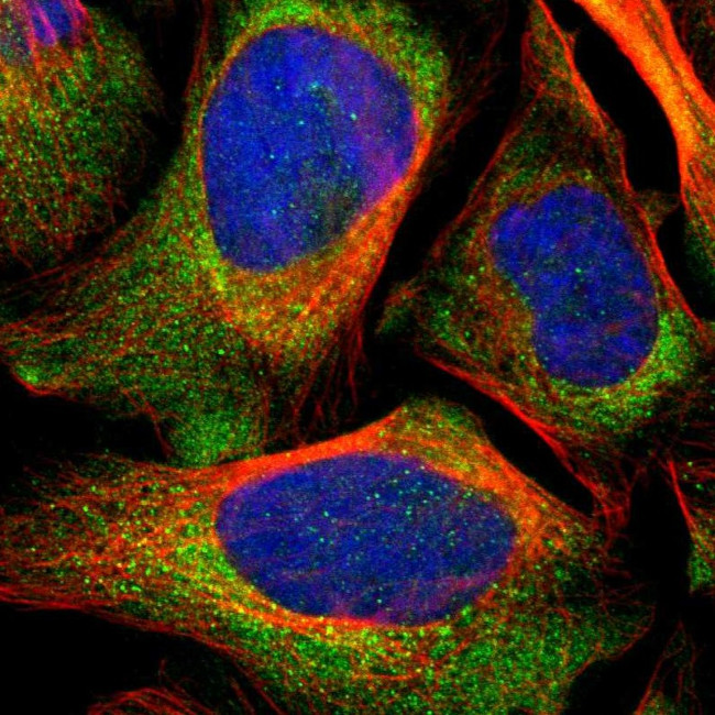 LRIG3 Antibody in Immunocytochemistry (ICC/IF)