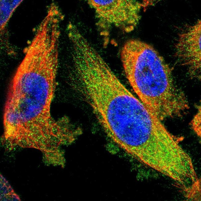 DPYSL3 Antibody in Immunocytochemistry (ICC/IF)