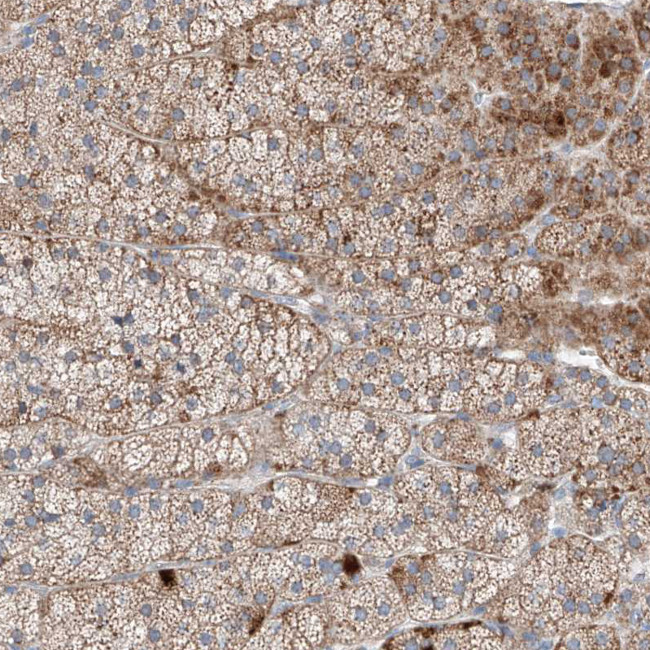 MRAP Antibody in Immunohistochemistry (Paraffin) (IHC (P))