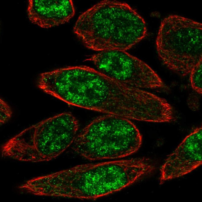 PASD1 Antibody in Immunocytochemistry (ICC/IF)