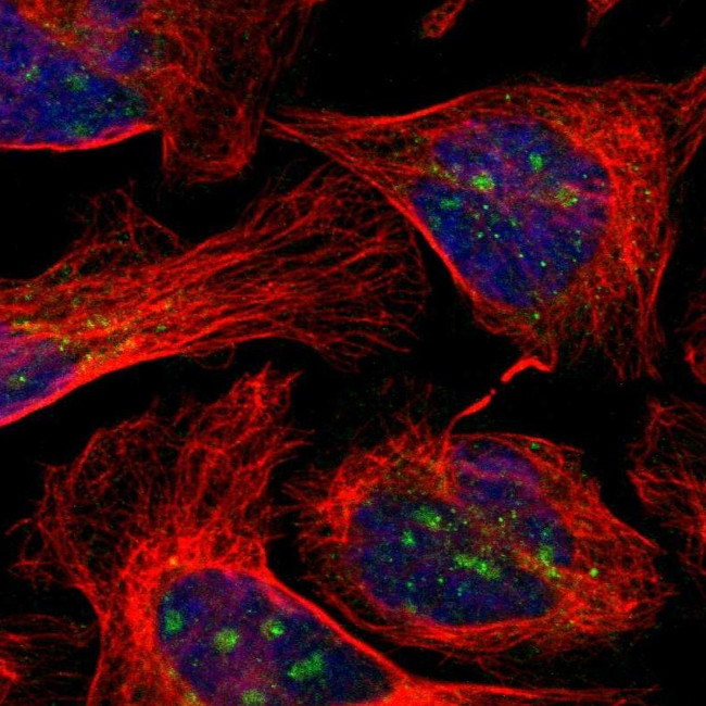 EFCAB14 Antibody in Immunocytochemistry (ICC/IF)