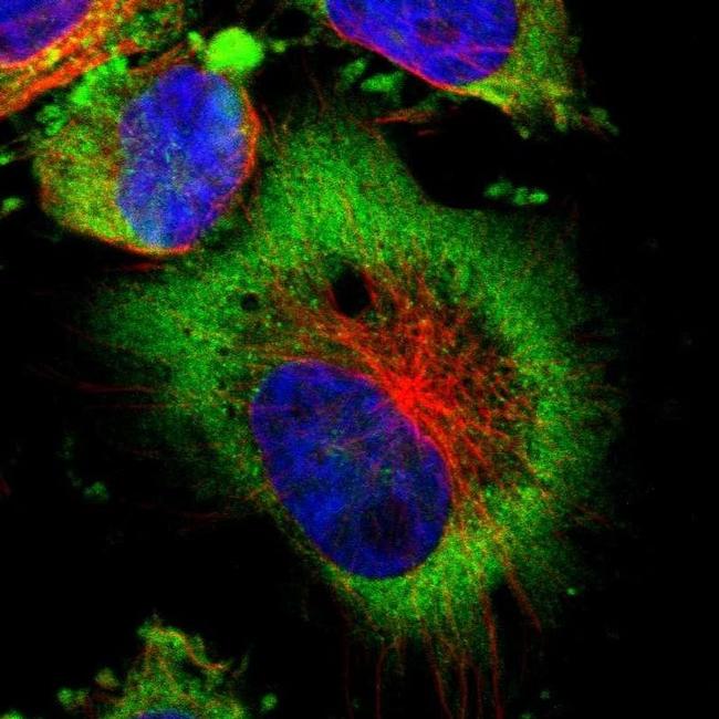 LRIG1 Antibody in Immunocytochemistry (ICC/IF)