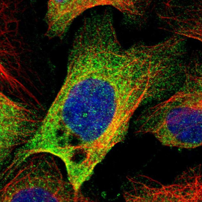 EFCAB14 Antibody in Immunocytochemistry (ICC/IF)