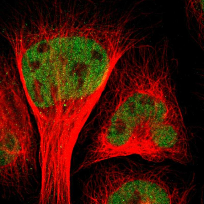 C/EBP gamma Antibody in Immunocytochemistry (ICC/IF)