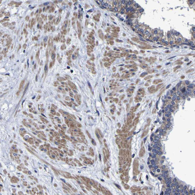 LEPRE1 Antibody in Immunohistochemistry (Paraffin) (IHC (P))