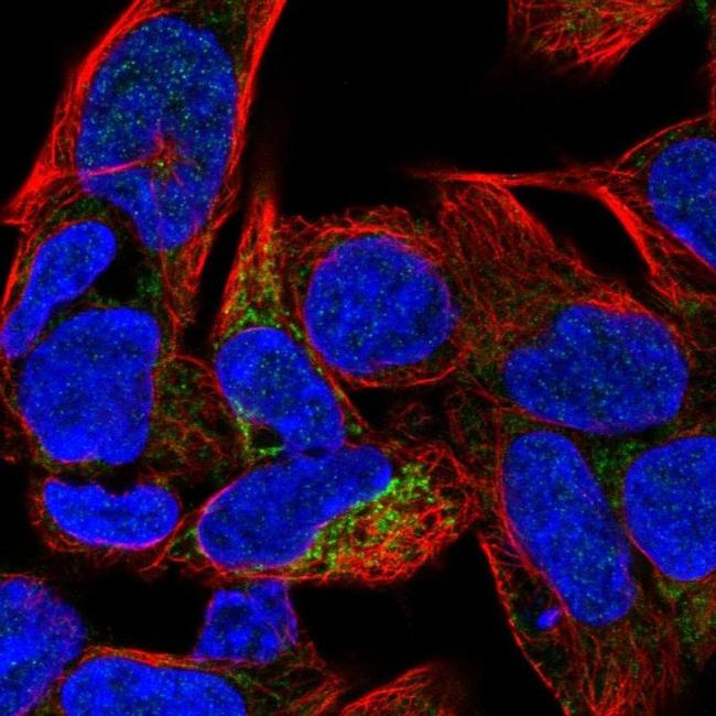 Carbonic Anhydrase VB Antibody in Immunocytochemistry (ICC/IF)