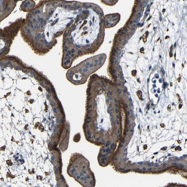 CSP alpha Antibody in Immunohistochemistry (Paraffin) (IHC (P))