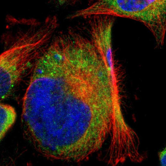 CLCC1 Antibody in Immunocytochemistry (ICC/IF)