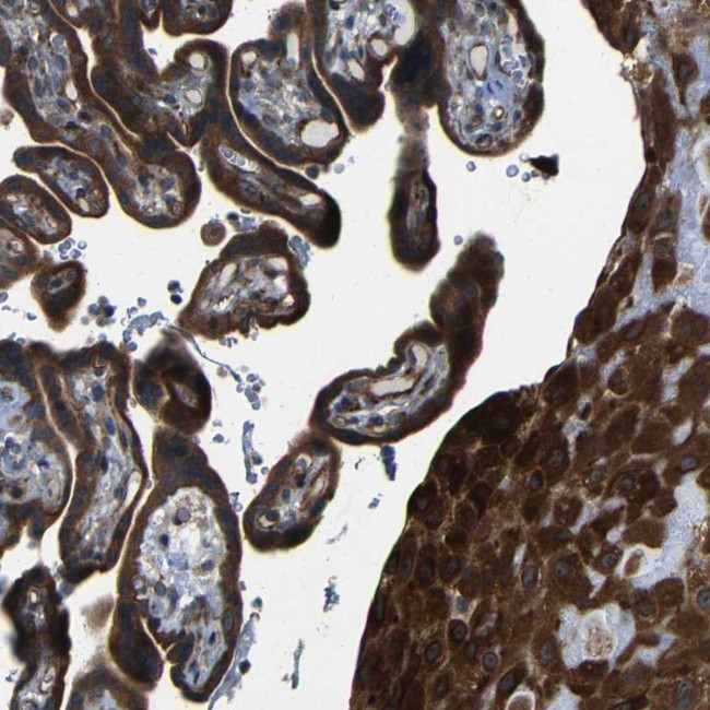 LEPREL1 Antibody in Immunohistochemistry (Paraffin) (IHC (P))