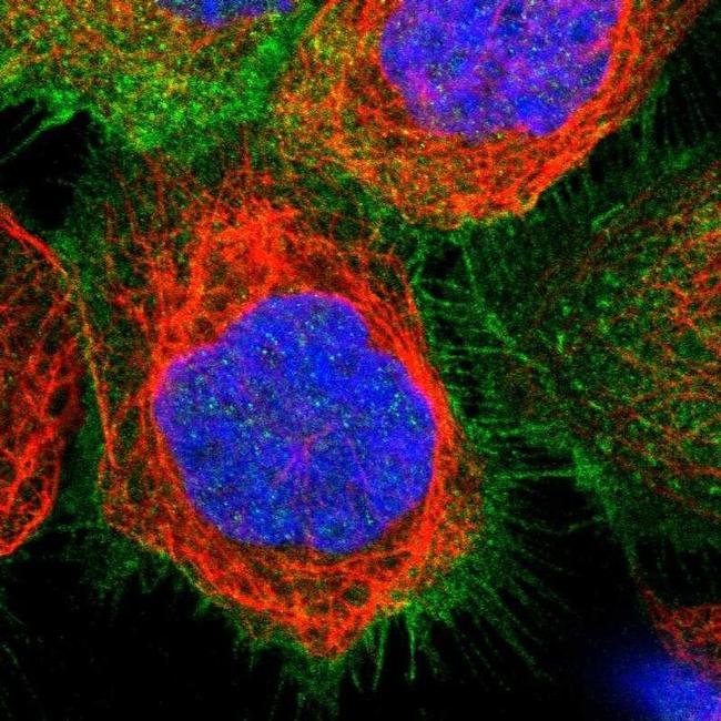 MYO1B Antibody in Immunocytochemistry (ICC/IF)