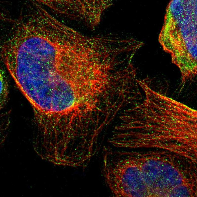 TMED2 Antibody in Immunocytochemistry (ICC/IF)