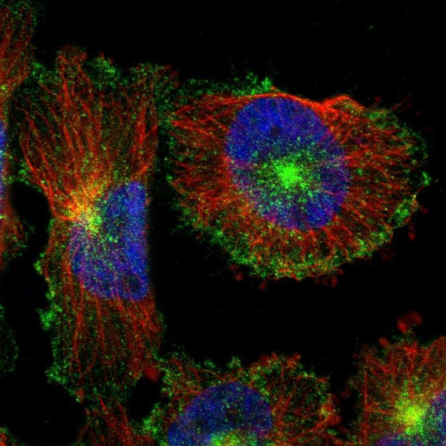 MYOF Antibody in Immunocytochemistry (ICC/IF)