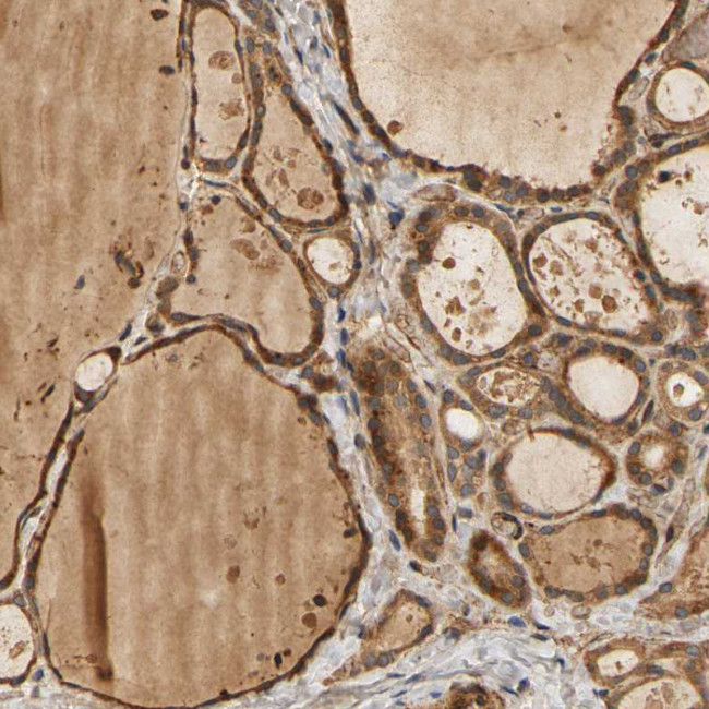 EGFL5 Antibody in Immunohistochemistry (Paraffin) (IHC (P))