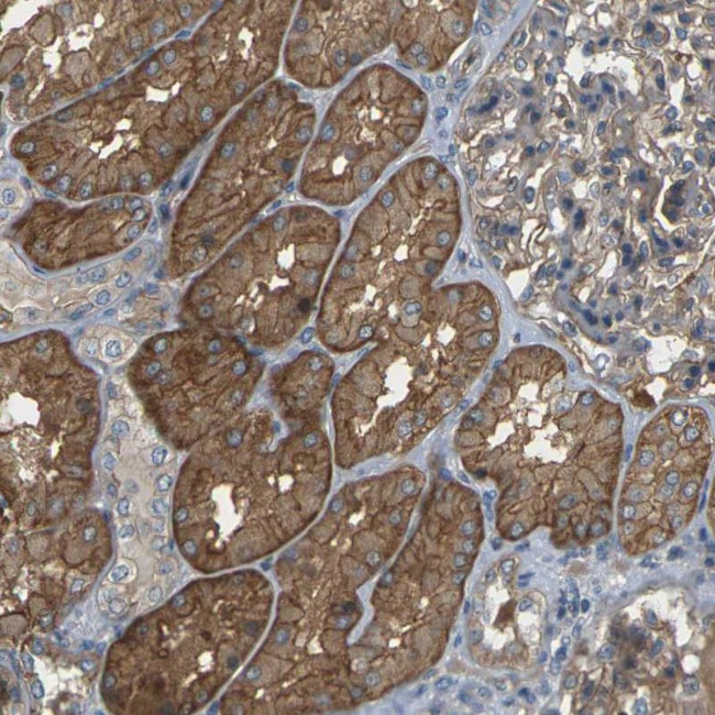 SLC13A3 Antibody in Immunohistochemistry (Paraffin) (IHC (P))