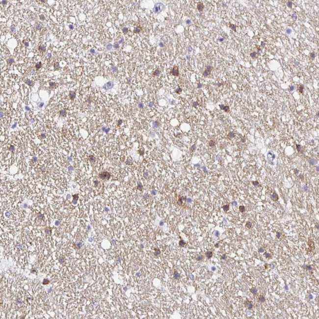 OPALIN Antibody in Immunohistochemistry (Paraffin) (IHC (P))