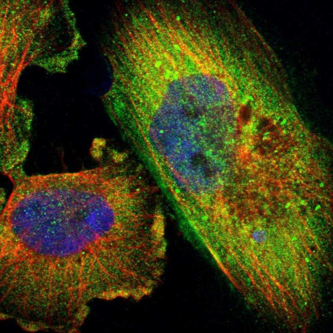 ZNF599 Antibody in Immunocytochemistry (ICC/IF)