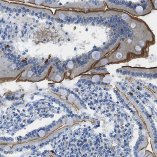 ASIC5 Antibody in Immunohistochemistry (Paraffin) (IHC (P))