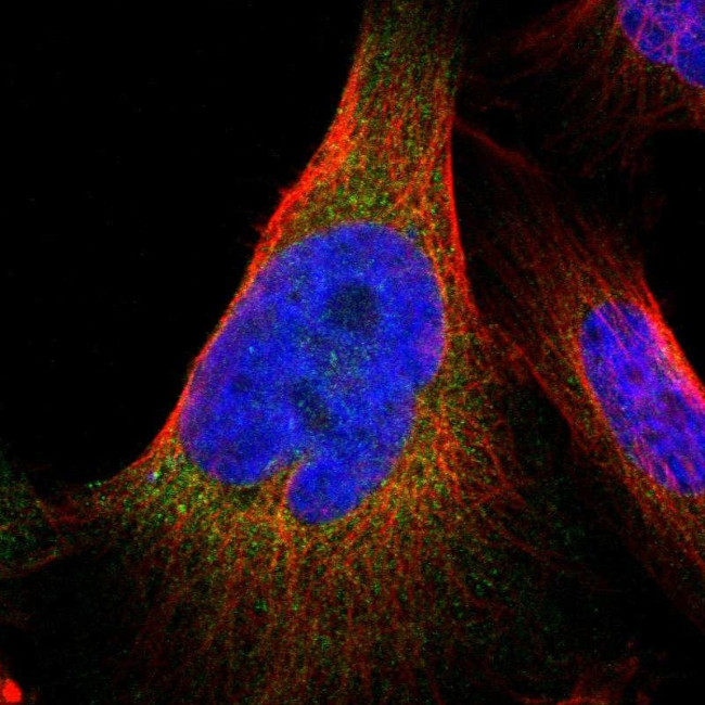 JWA Antibody in Immunocytochemistry (ICC/IF)