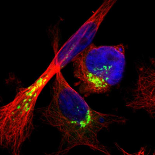 ACBD3 Antibody in Immunocytochemistry (ICC/IF)