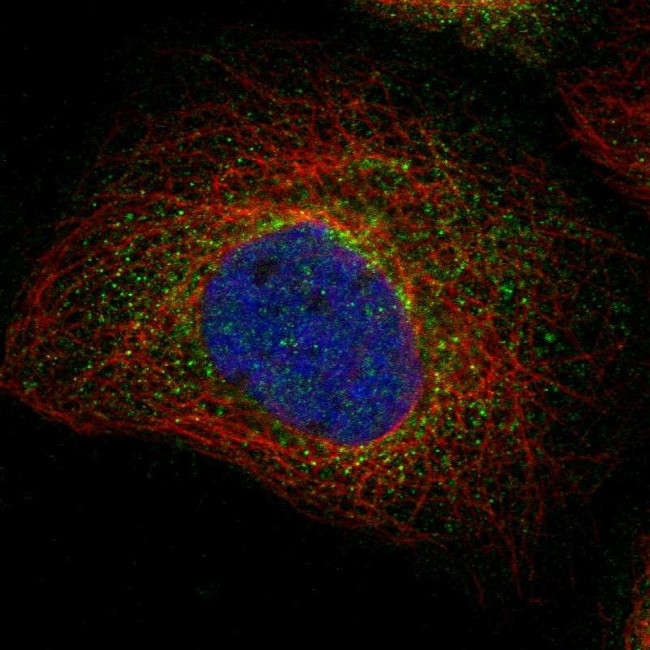 C1GALT1C1 Antibody in Immunocytochemistry (ICC/IF)