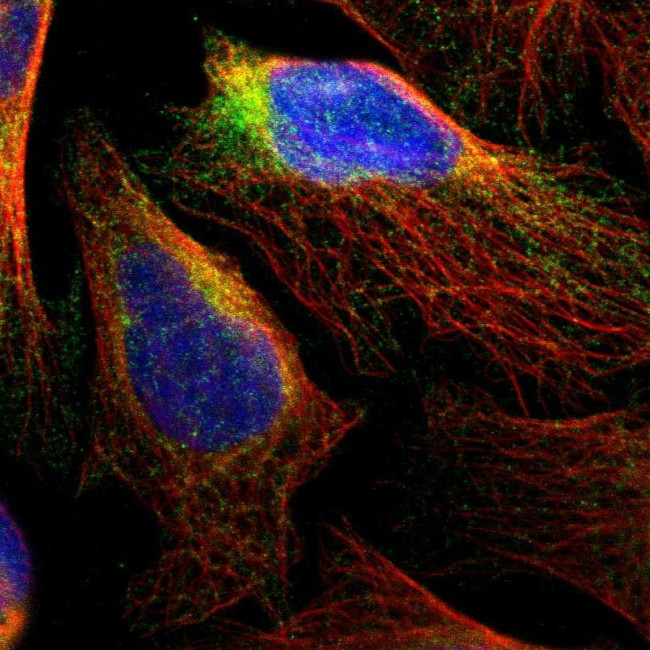 RTN3 Antibody in Immunocytochemistry (ICC/IF)