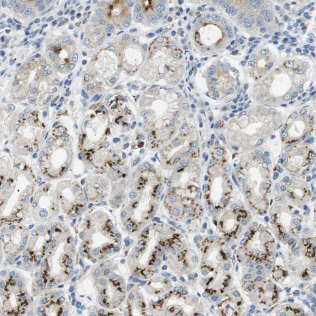 B4GALNT2 Antibody in Immunohistochemistry (Paraffin) (IHC (P))