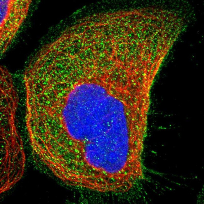 WDR53 Antibody in Immunocytochemistry (ICC/IF)