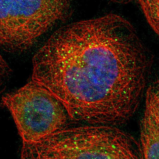 BAG5 Antibody in Immunocytochemistry (ICC/IF)