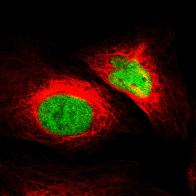 ZNF207 Antibody in Immunocytochemistry (ICC/IF)